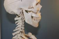 skull on neck side-778075__340